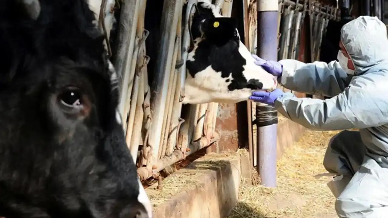 Şap Alarmı Aydınlığa Çıktı: Kuyucak’ta 13 Mahalleye Hayvan Giriş-Çıkışı Yasaklandı