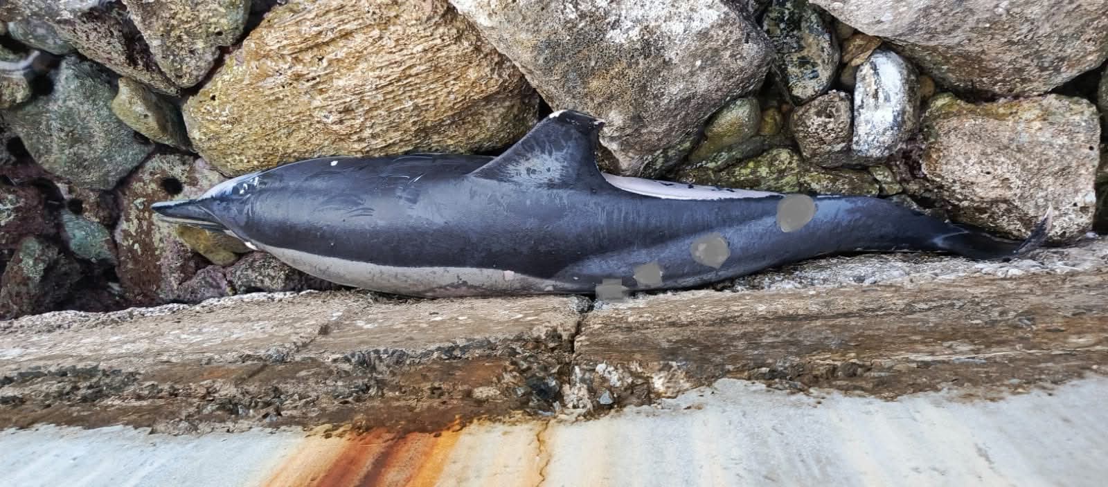 Kuşadası'nda Ölü Yunus Bulundu: Ekosistem Alarm Veriyor