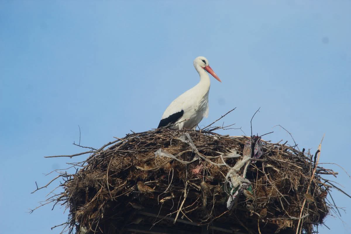 Gölbent'te Leylek Heyecanı: Baharın Müjdecisi Köyde Sevince Neden Oldu