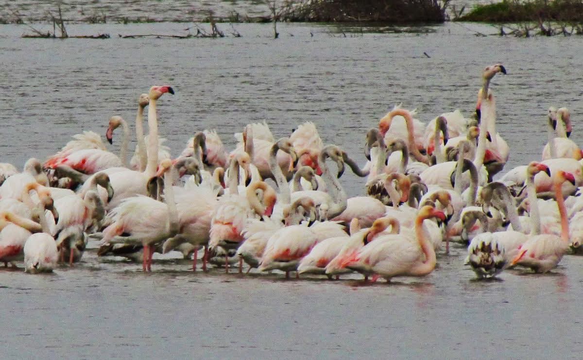 FLAMİNGOLARIN CENNETİ TEHDİT ALTINDA!