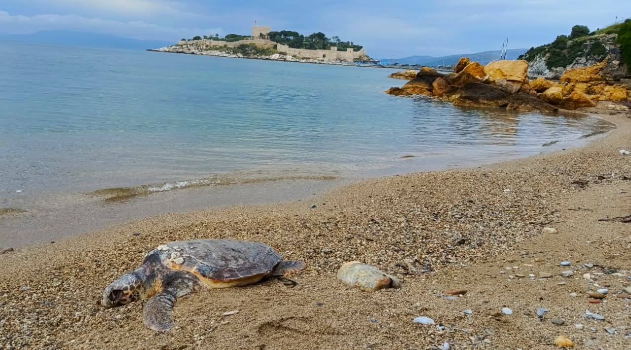 YILANCI BURNU’NDA BİR DENİZ KAPLUMBAĞASI TRAJEDİSİ