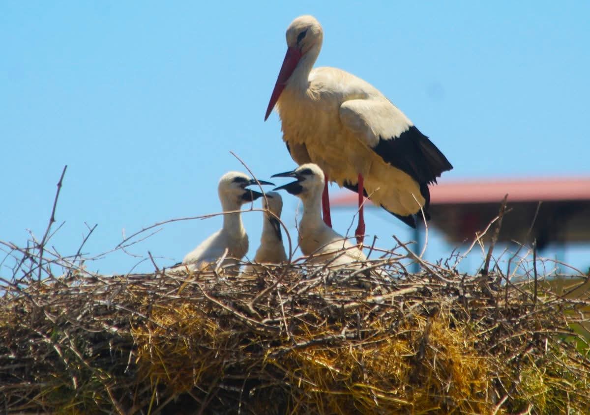 Yaz Göçmeni Leyleklerin Sayımı Tamamlandı: Kuşadası ve Çevresinde 818 Leylek Tespit Edildi