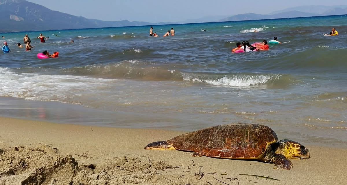 Sevgi Plajı’nda Erkek Caretta Caretta Kıyıya Vurdu