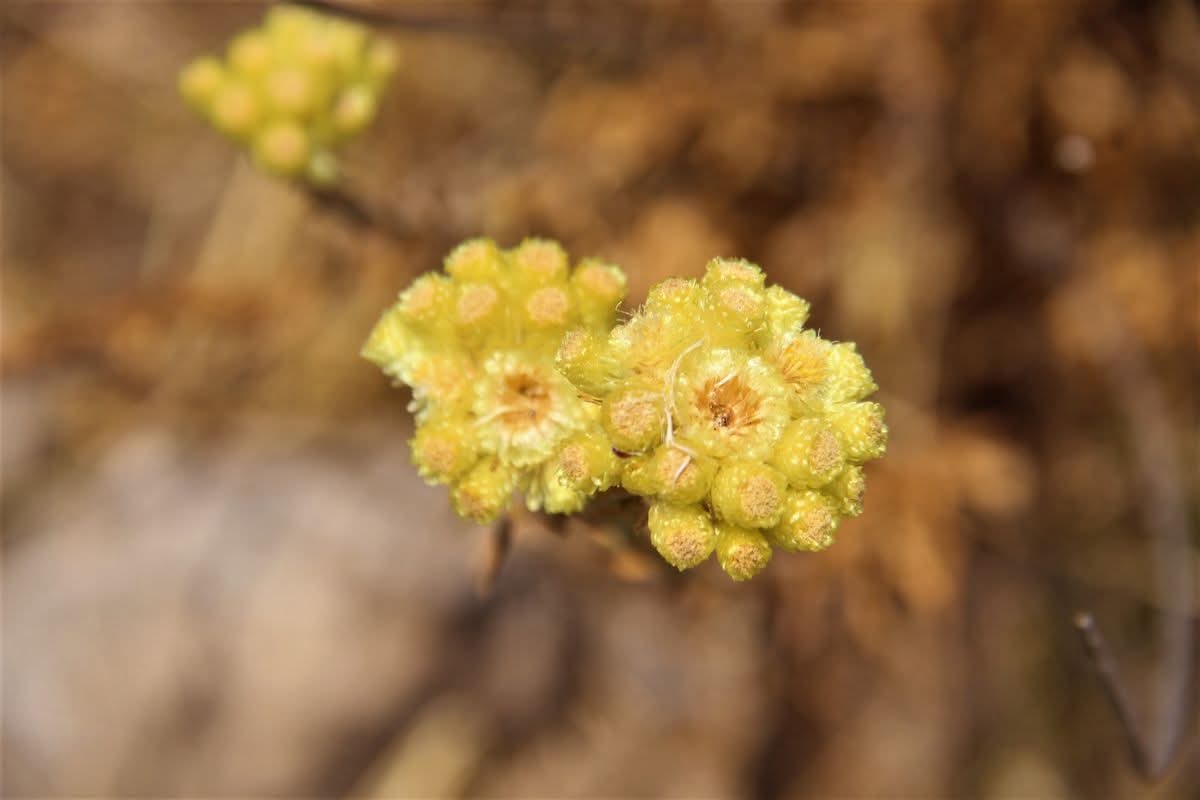 Aydın Ölmez Çiçeği Yok Oluyor!