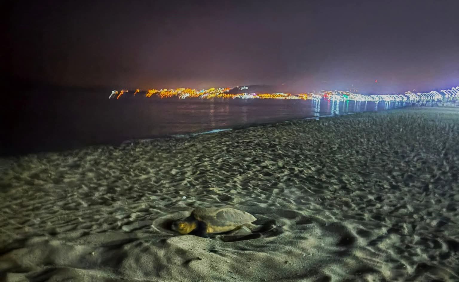 Kuşadası’nda 2025’in İlk Caretta Caretta’sı Yuva Yaptı!