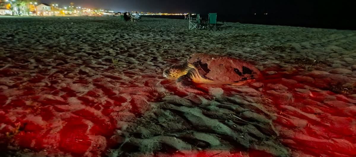 IŞIKLAR ALTINDA YUVA KURDU: KUŞADASI KIYILARINDA CARETTA CARETTA SÜRPRİZİ