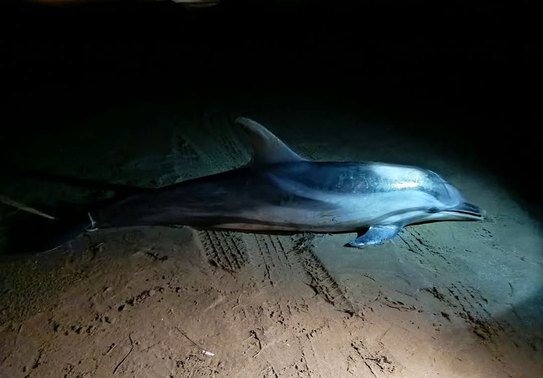 Pamucak’ta Kıyıya Vuran Yunus: Bir Deniz Memelisi Daha Hayatını Kaybetti