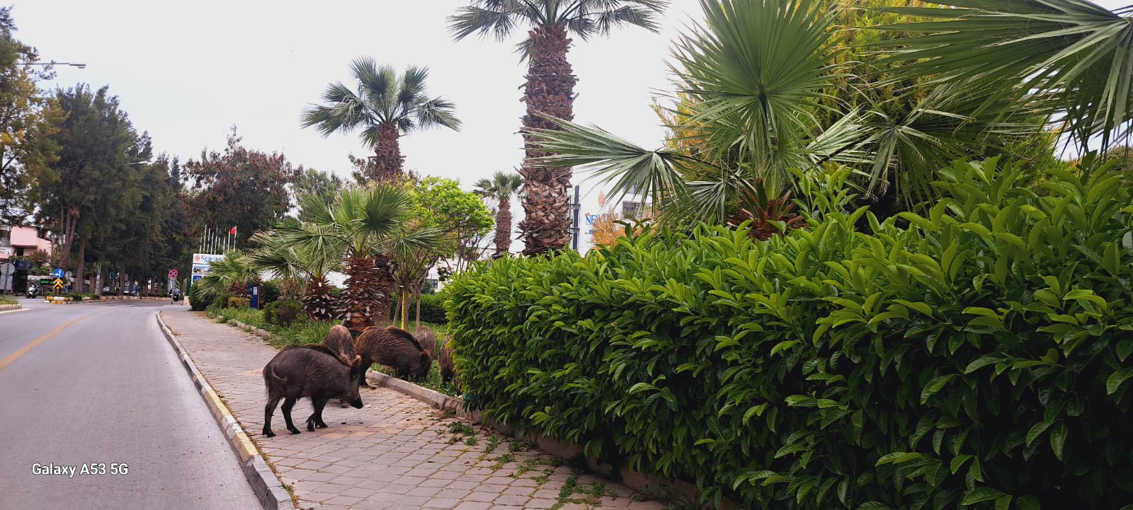 Turist Yoğunluğunda Şehirde Domuz Alarmı!