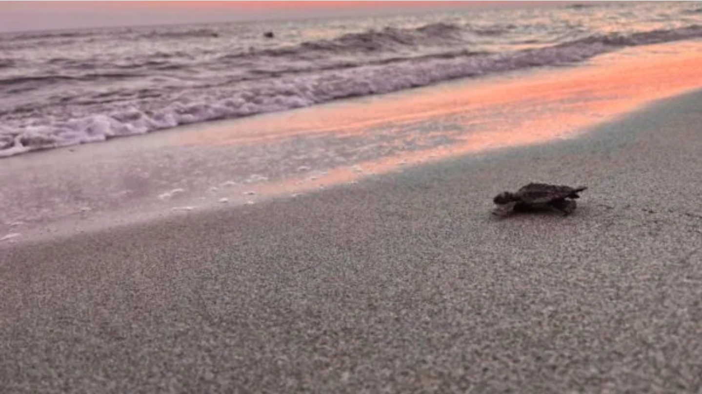 ​Caretta Caretta’ların 