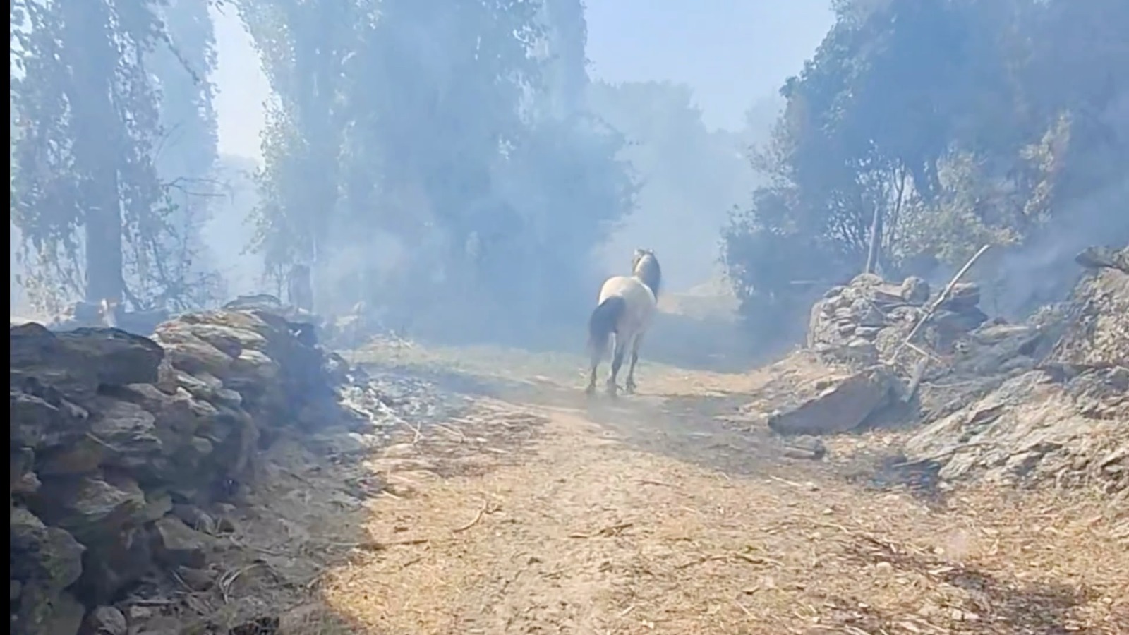 Alevlerin arasında kalan köpek ve atı vatandaş kurtardı