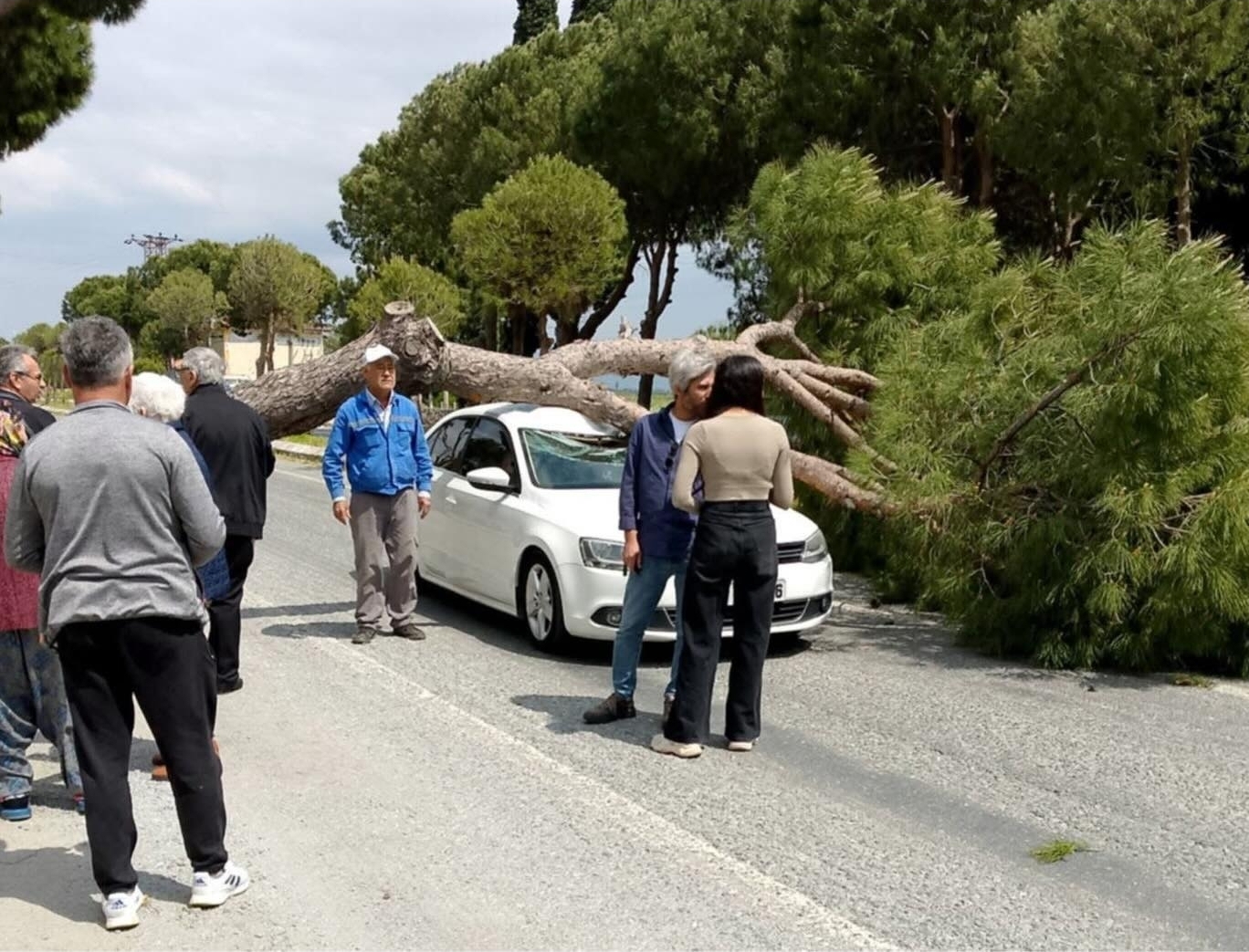 Söke'de Korkutan Kaza: Seyir Halindeki Otomobilin Üzerine Ağaç Devrildi!