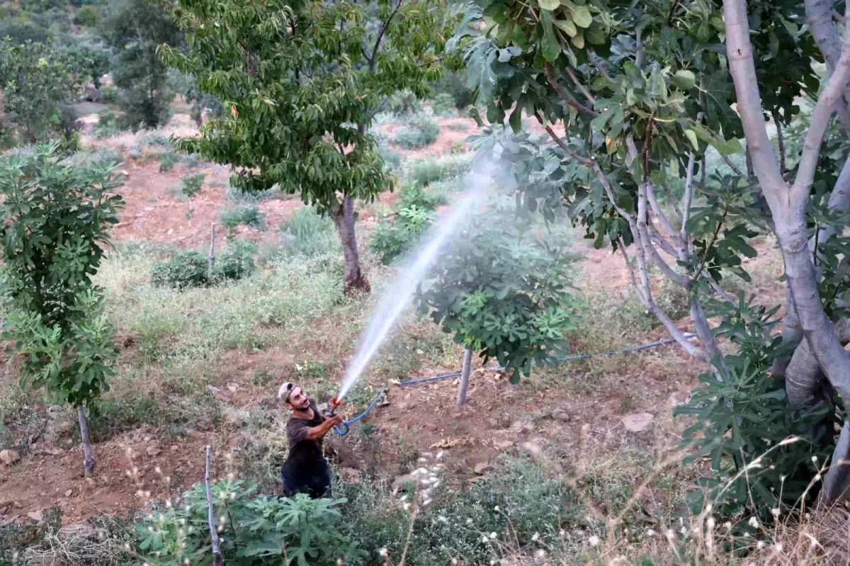 Aydın'da Akdeniz Meyve Sineği Tehdidi