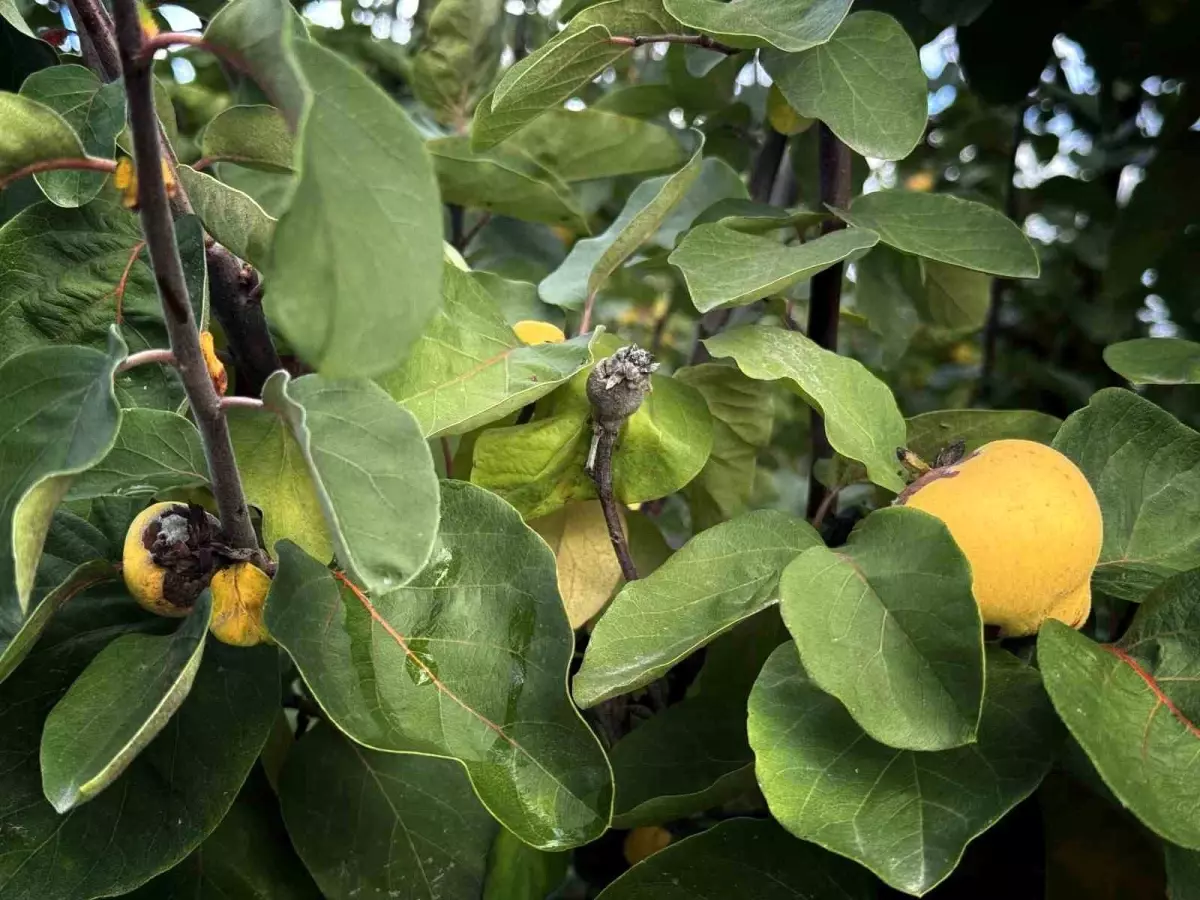 Aydın'da Üreticilere 54 Milyon TL Destek