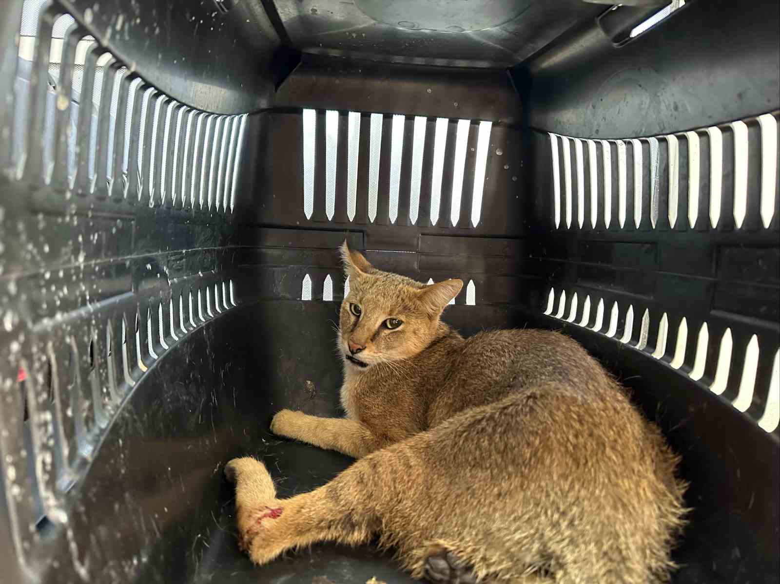 Didim’de yaralı halde bulunan dağ kedisi tedavi altına alındı