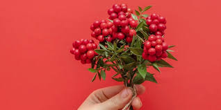 Kokina Çiçeği: Yılbaşı Öncesinde Umut ve Bereketin Habercisi