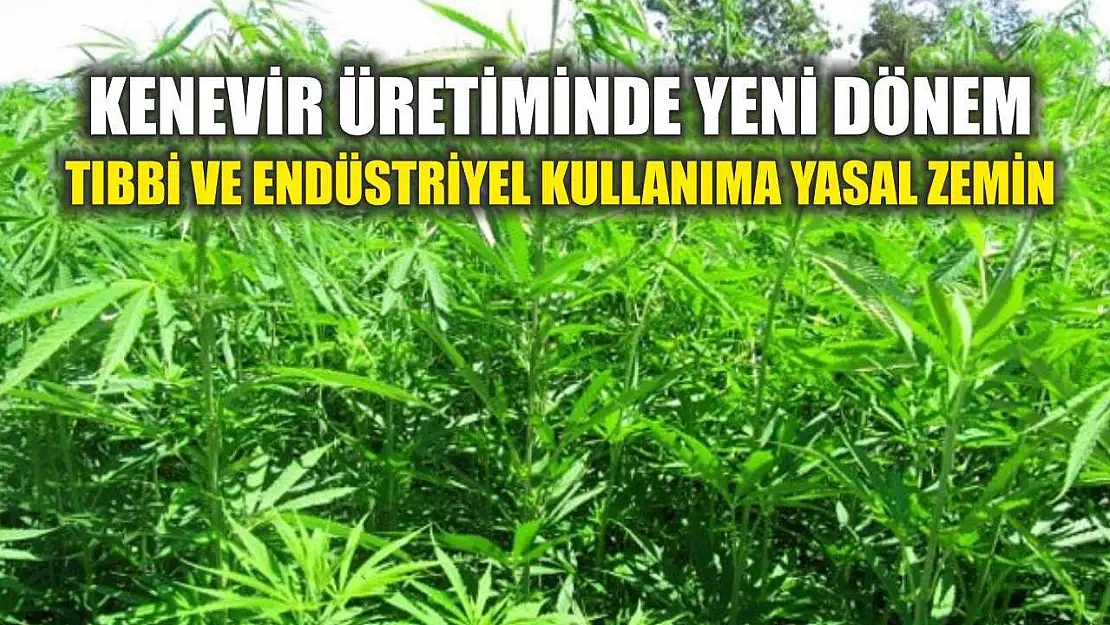 Kenevirde Yeni Dönem Başladı: Türkiye'de Yasal Üretim ve Denetim Alanı Genişliyor