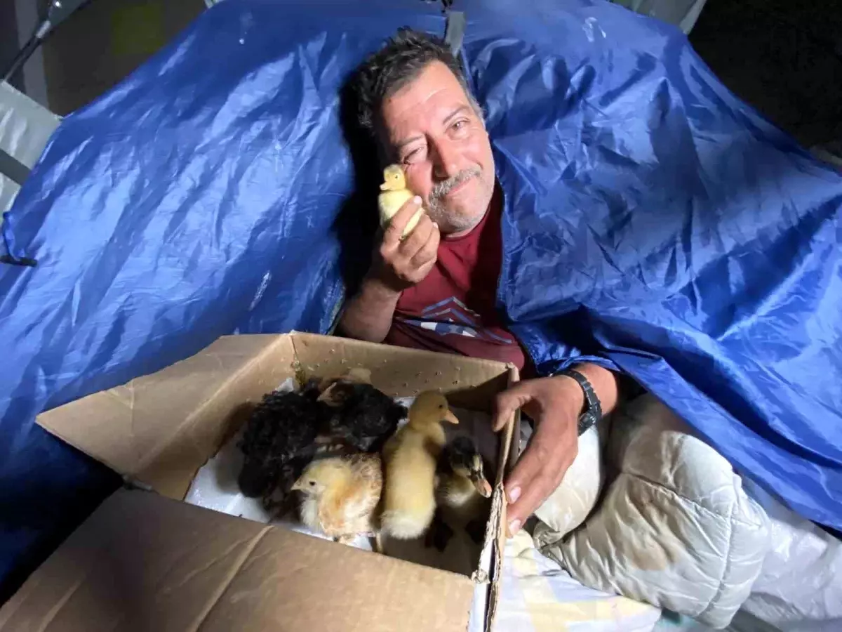 Sokaklarda Hayvanlarla Yaşam Mücadelesi