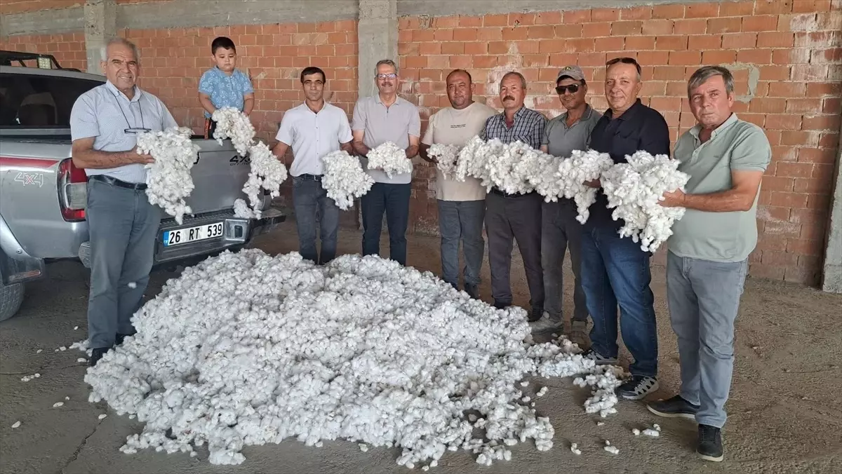 “Söke Ovası’nda Beyaz Altın Alarmı: Pamukta Üçte Bir Daralma  ‘Üreticimiz Yok Olmanın Eşiğinde’”