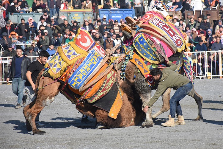 Göz Kamaştıran Bir Şölen: İncirliova'da Pehlivan Develer Arenası Ateşledi