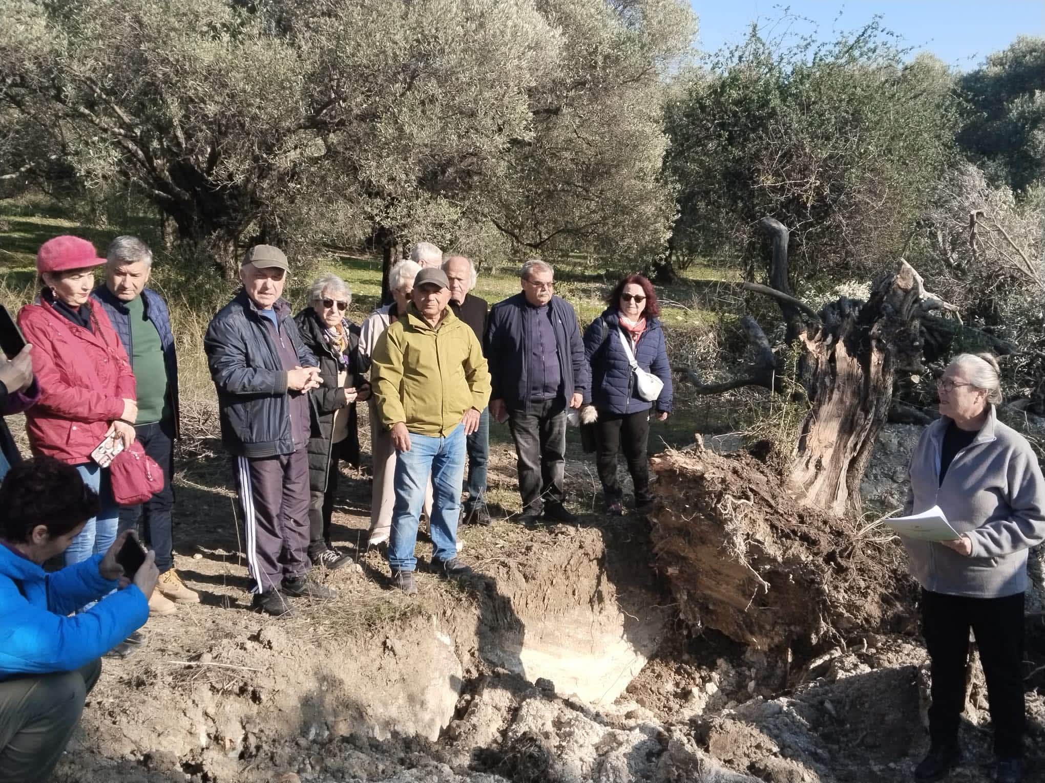 Kuşadası’nda Gece Yarısı Asırlık Zeytin Ağaçları Söküldü: Tepkiler Çığ Gibi Büyüyor