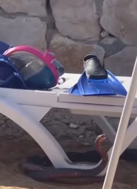 Didim Sahilinde Şok Anlar: Güneşlenenlerin Arasında Yılan Görüntülendi