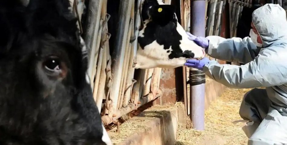 Şap Alarmı Aydınlığa Çıktı: Kuyucak’ta 13 Mahalleye Hayvan Giriş-Çıkışı Yasaklandı
