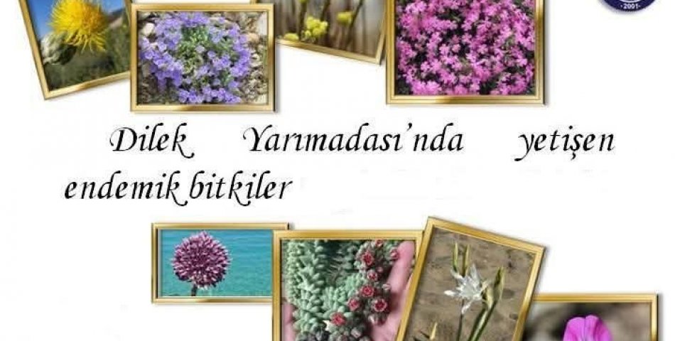 KUŞADASI’NIN ENDEMİK ZENGİNLİĞİ GÖRÜCÜYE ÇIKTI