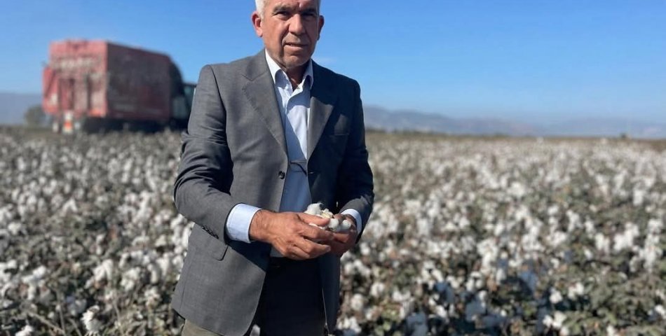 BEYAZ ALTININ SONU MU? Söke Ovası’nda pamuk devri kapanıyor: “Çiftçi küstü, üretim bitmek üzere”