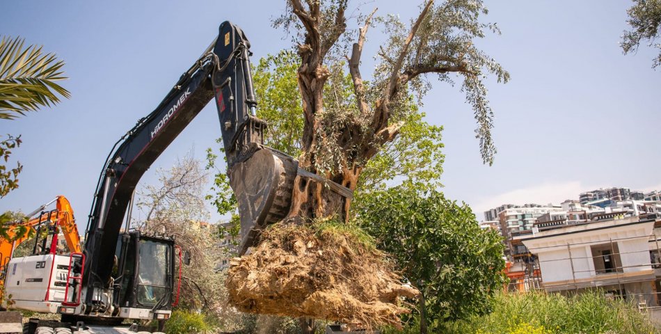 KUŞADASI’NDA 1137 AĞAÇ YER DEĞİŞTİRDİ(!)
