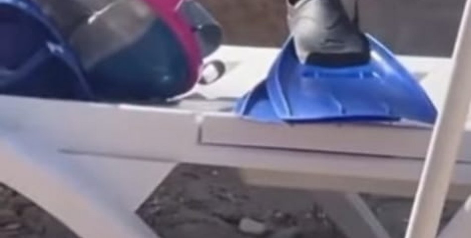 Didim Sahilinde Şok Anlar: Güneşlenenlerin Arasında Yılan Görüntülendi