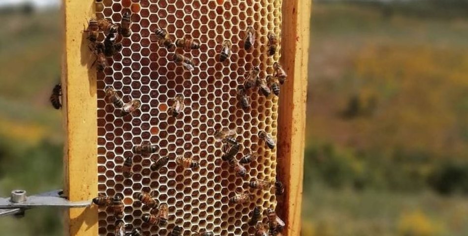 Balda Kriz Büyüyor: Arıcı Kiloda 125 Lira Zarar Ediyor!