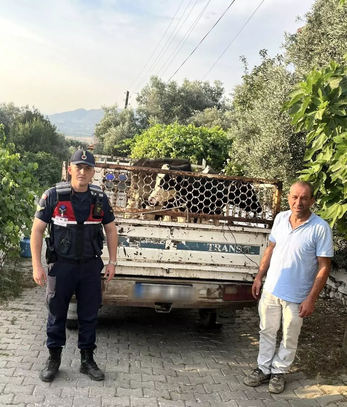 Aydın’da Çalıntı Hayvanlar Bulundu