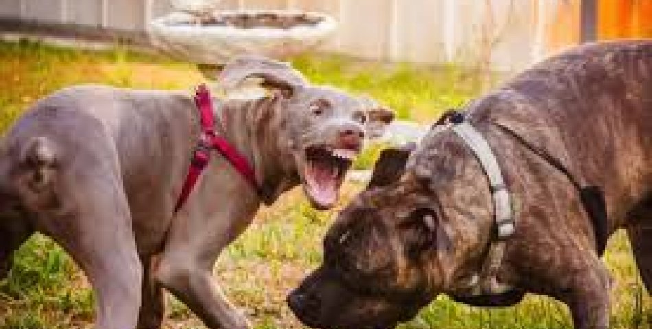 Kuyucak’ta Yasadışı Köpek Dövüşüne Büyük Baskın: 52 Gözaltı, 6 Köpek Koruma Altında