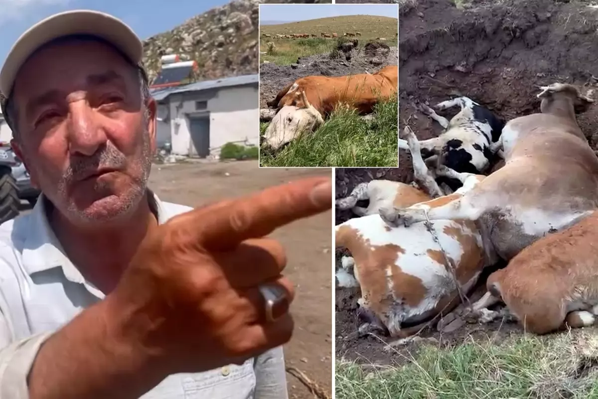 Yetkililer buna ne diyecek? Şap hastalığının vurduğu ilimizde vatandaştan olay sözler